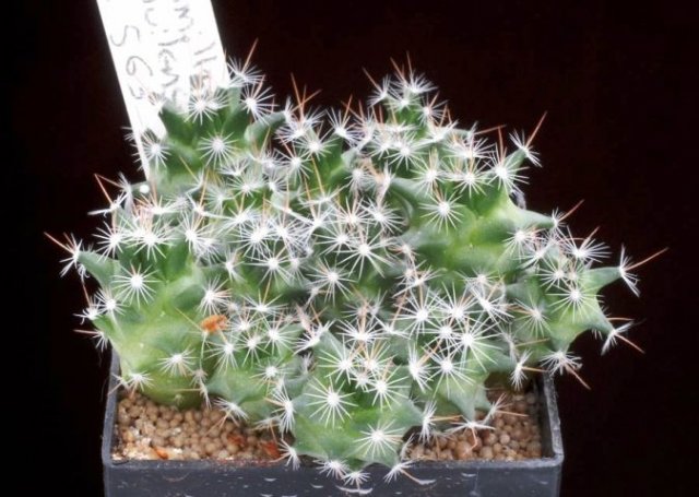 Mammillaria_coahuilensis